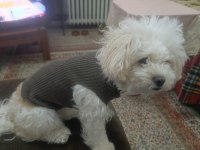Maltipoo cinsi 5 yaşında dişi