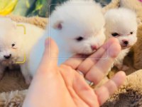 Pomeranian Yavrular