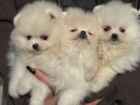 Ankaranın en elit pomeranian ları ziyarete açık