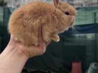 HOLLANDA CÜCE TAVŞAN