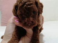 Toy Poodle Kore 2 Aylık