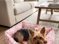 oyuncu ve sevgi dolu dişi yorkshire terrier