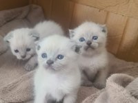 Nadir bulunan safkan Scottish Fold Bluepoint Bebeklerimiz