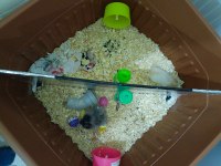 Gonzales Hamster Yavruları