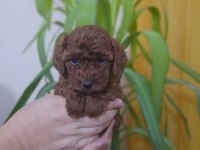 Anna baba orjinal kore olan dişi yavru poodle bebekler