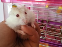 Anne baba çocuk hamster