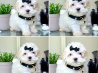 Profesyonel üretim çifliğinden maltipoo kapıda ödeme
