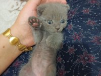 Minik kedilerime yuva arıyorum