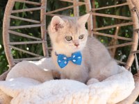Blue golden british shorthair ayı kafa erkek yavru