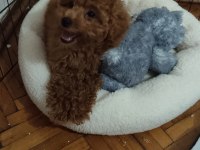 Toy Poodle orjinal İstanbul