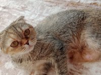 Ücretsiz Kedimizi Sahiplendirme