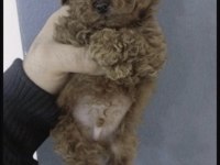 Red Brown Poodle Köpeğimiz
