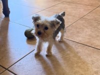 Ped Eğitimi Tam Yorkshire Terrier