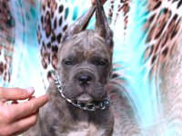 Fcı-Kıf Secereli Safkan Cane Corso Yavrularımız