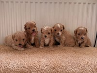 Teacup Boy Ev Doğumlu Maltipoo Bebekler