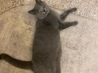 Sağlıklı british shorthair kediler