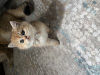Golden safkan british shorthair