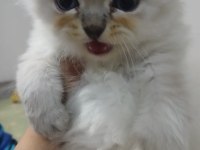 British Longhair Kedisi 2 Aylık