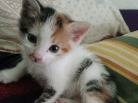 48 günlük dişi kedi
