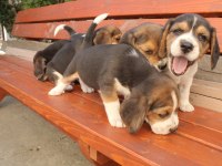 Muhteşem beagle yavrularımız