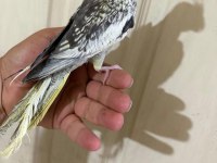 52 GÜNLÜK RENK GÜZELİ PİED BEBEK SULTAN PAPAĞANI