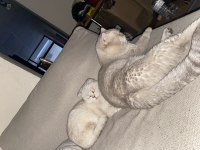 Safkan yavru kediler mavi göz