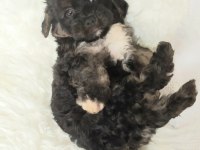 Black Maltipoo