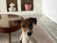 Jack russell iş dolayısıyla sahiplendirmek istiyorum