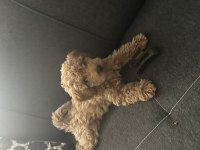 Toy Poodle Köpeği