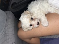 45 günlük maltese terrier