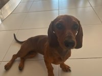 Dachshund Sosis Köpeğimiz Balım