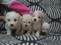 Anne poodle baba terrier yavruları