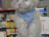 Albino maltese yeni ailesini arıyor