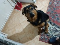 Rottweiler erkek yavru