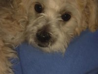 Erkek maltese terrier
