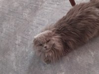 Ücretsiz dişi scottish fold kedimiz