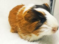 İstanbul Bağcılar sahibinden ginepig