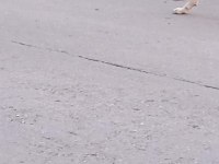 Kayıp köpek ilanı