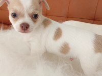 Irk Şampiyonu Babadan SAFKAN Chihuahua