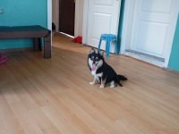 1 yaşında pomeranian yavru köpekler