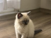 British Shorthair Blue Point yavrularımız yuva arıyor