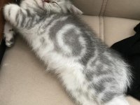 Sevimli british shorthair kardeşler