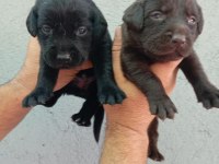 Labrador yavru köpekler