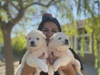 Safkan aşılı samoyed yavrularım
