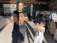 MALTESE YAVRULAR MALTİPO VE TOY POODLE YAVRULAR ANKARA