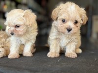 Petmode köpek çiftliğinde ziyarete açık maltipoo