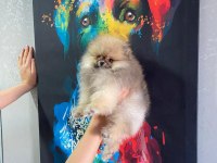 ÜST KALİTE POMERANİAN BOO ERKEK GÜZELİ