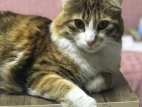KEDİMİZE YENİ YUVA ARIYORUZ (SAHİPLENDİRME)