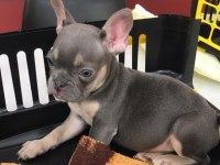 French bulldog