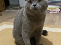 9 AYLIK ERKEK KEDİME DİŞİ EŞ ARIYORUM